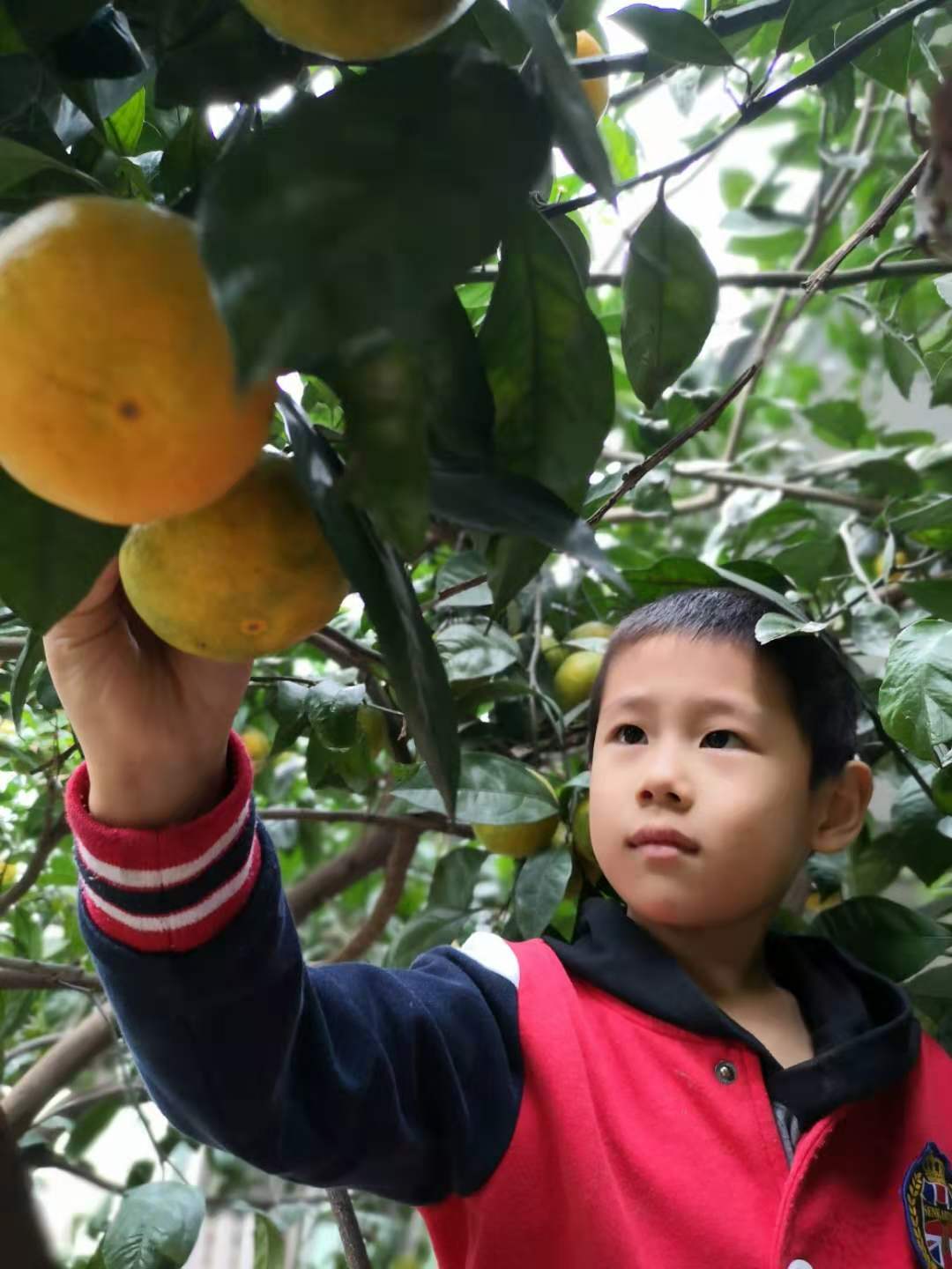 摘橘子去喽 - 多彩的一天 - 杭州市德胜幼儿园
